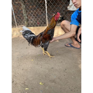 GÀ LÔNG 07