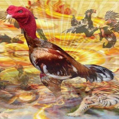 GÀ ĐÒN 3