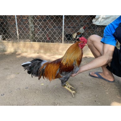 GÀ LÔNG 13