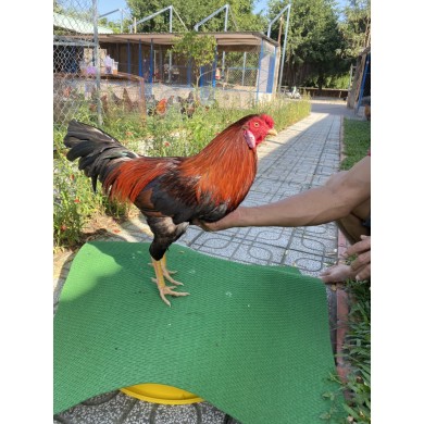 ĐẤU TRƯỜNG THOMO 29