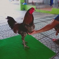 GÀ XÁM