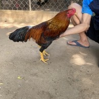 GÀ LÔNG 05
