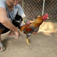 GÀ LÔNG 12