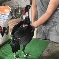 Mã số 20 - Ô đen chân đen vuông, 1.4 kg, 4 đai, 2 trai - 2 phải (Gà đã bán)