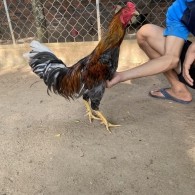 GÀ LÔNG 07