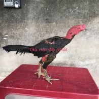 GÀ ĐÒN 5