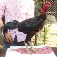 Ô MỒNG DÂU