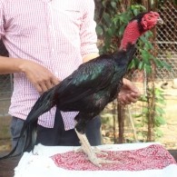 Ô MỒNG TRÍCH
