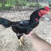 GÀ ĐÒN 7
