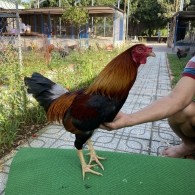 ĐẤU TRƯỜNG THOMO 10