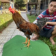 ĐẤU TRƯỜNG THOMO 11