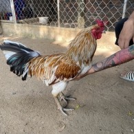 GÀ LÔNG 23