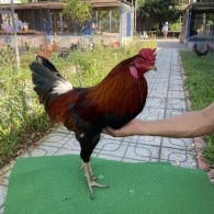 ĐẤU TRƯỜNG THOMO 13