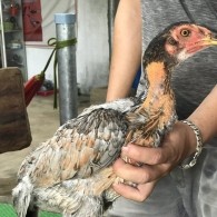 Mã số 2 - Xám phèn chân xanh 1.3kg (Gà đã bán)