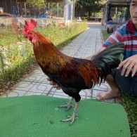 ĐẤU TRƯỜNG THOMO 14