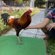 ĐẤU TRƯỜNG THOMO 15