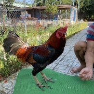 ĐẤU TRƯỜNG THOMO 16