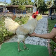 ĐẤU TRƯỜNG THOMO 17
