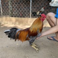 GÀ LÔNG 13