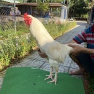 ĐẤU TRƯỜNG THOMO 19