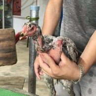 Mã số 3 - Xám phèn chân vàng trơn mỏng 1.4kg (Gà đã bán)
