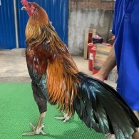 QUE NGHỆ 3.0KG HÀNG CHUẨN ĐẤU GIẢI
