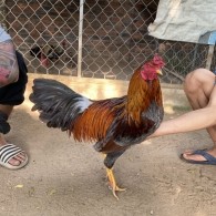GÀ LÔNG 14