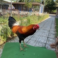 ĐẤU TRƯỜNG THOMO 20