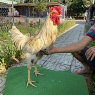 ĐẤU TRƯỜNG THOMO 21