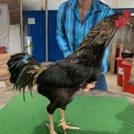 CHUỐI ĐEN HÀNG ĐẤU GIẢI
