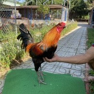 ĐẤU TRƯỜNG THOMO 22