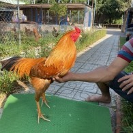 ĐẤU TRƯỜNG THOMO 23