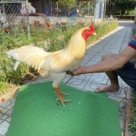 ĐẤU TRƯỜNG THOMO 24