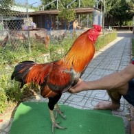 ĐẤU TRƯỜNG THOMO 25
