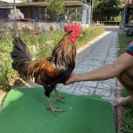 ĐẤU TRƯỜNG THOMO 26