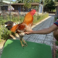 ĐẤU TRƯỜNG THOMO 27