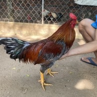 GÀ LÔNG 18