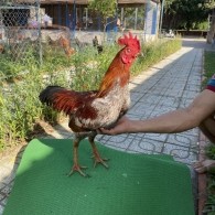 ĐẤU TRƯỜNG THOMO 28