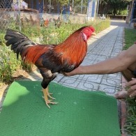 ĐẤU TRƯỜNG THOMO 29
