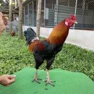 ĐẤU TRƯỜNG THOMO 2
