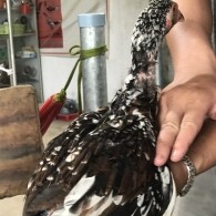 Mã số 9 - Điều bông chân trắng 1.4kg, 1 đai chân trái (Gà đã bán)