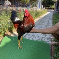 ĐẤU TRƯỜNG THOMO 30