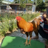 ĐẤU TRƯỜNG THOMO 31