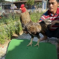 ĐẤU TRƯỜNG THOMO 32