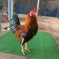 Sil Mỹ 950g thành tích 2*