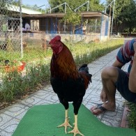 ĐẤU TRƯỜNG THOMO 3