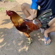 GÀ LÔNG 01