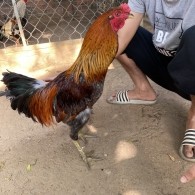 GÀ LÔNG 21