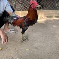 GÀ LÔNG 04