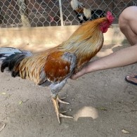 GÀ LÔNG 22